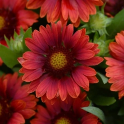 Gailardia Mesa™ Red – kwiat